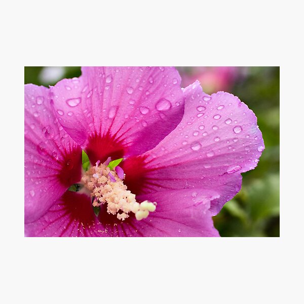 Artikelvorschau, Rain Drops entworfen und verkauft von GailD.