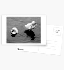 Companionship Postcards