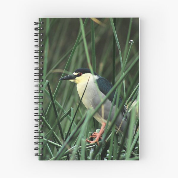 Item preview, Striated Heron in Reeds designed and sold by rhamm.