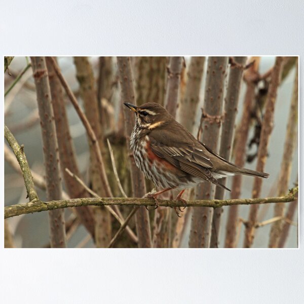 Item preview, Redwing designed and sold by Robert Abraham.