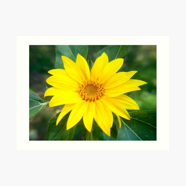 Sunny Sunflower Art Print