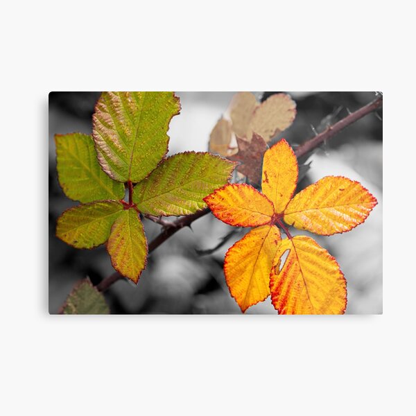 The Other Metal Print