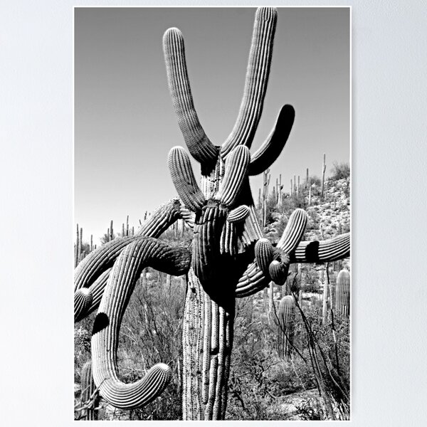 Item preview, Cactus designed and sold by alymaco.