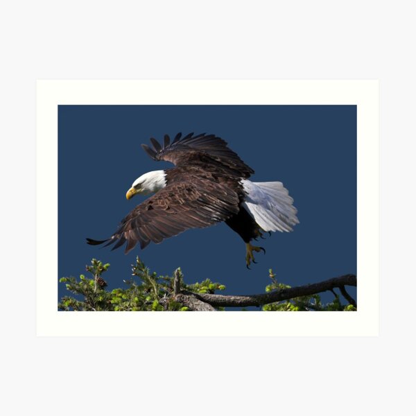 Graceful Manoeuvres Art Print