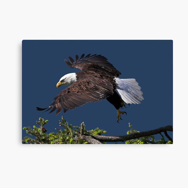 Graceful Manoeuvres Canvas Print