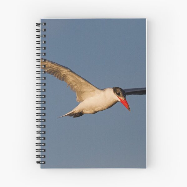 Item preview, Royal Tern in Flight designed and sold by WorldDesign.