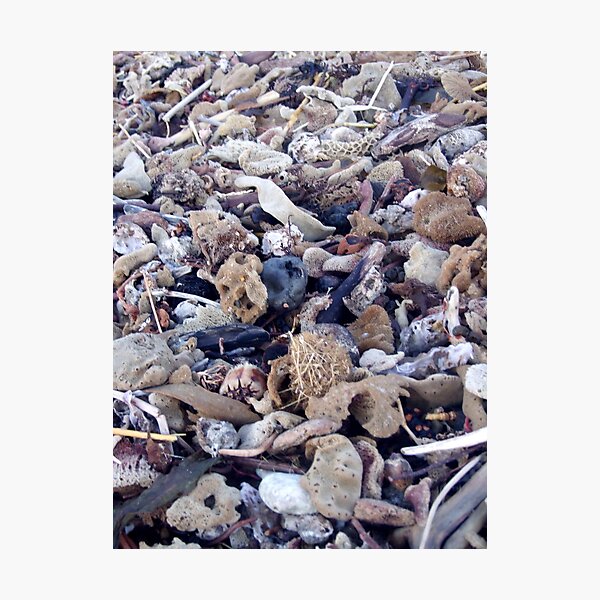 washed up Photographic Print