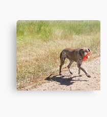 Me, My Shadow & My Toys..... Metal Print
