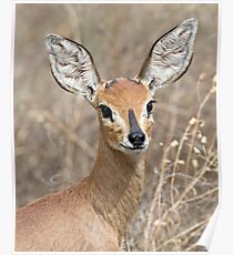 Young Male Steenbok - Up Close Poster