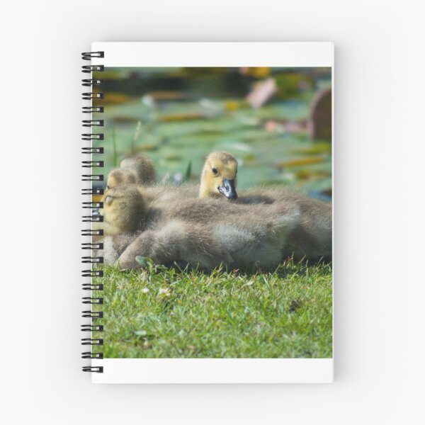 Aperçu de l'œuvre Little Goslings créée et vendue par Lifesfun.
