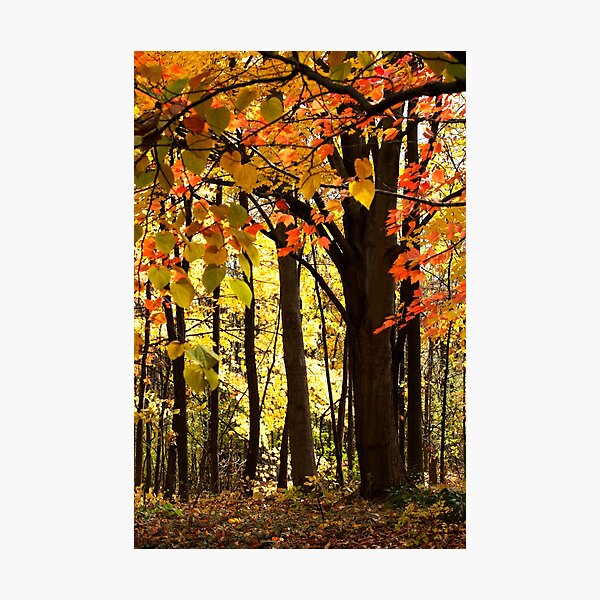 Item preview, Fall Into Autumn designed and sold by naturesangle.