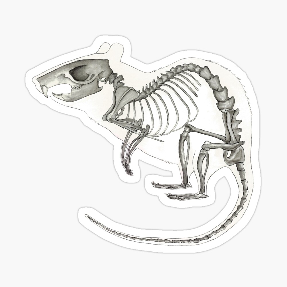 Rat Skeleton: Animal Anatomy