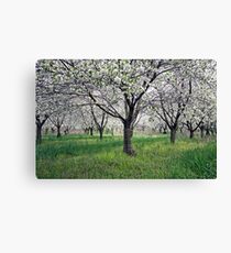 Canopy of Apple Blossoms Canvas Print