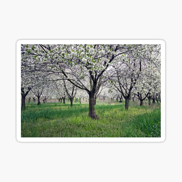 Item preview, Canopy of Apple Blossoms designed and sold by naturesangle.