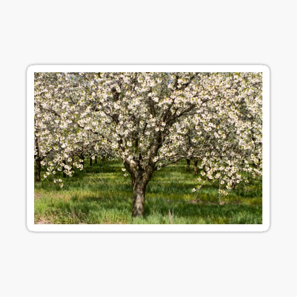 Item preview, Apple Blossom Showers designed and sold by naturesangle.