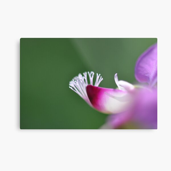 White Coral On A Flower Metal Print
