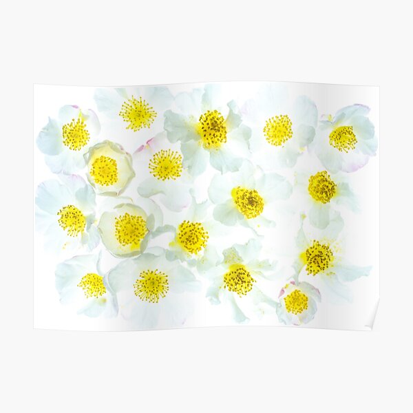 sea of golden hearts Poster
