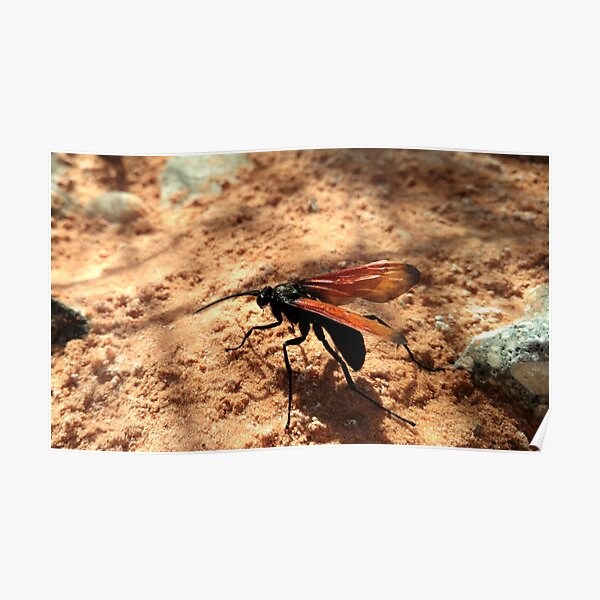 Tarantula Hawk Wasp Poster