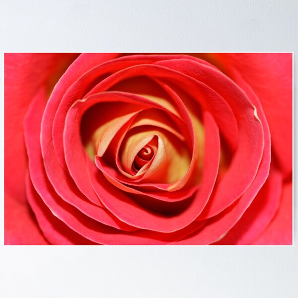 Aperçu de l'œuvre Rose Background créée et vendue par snehit.