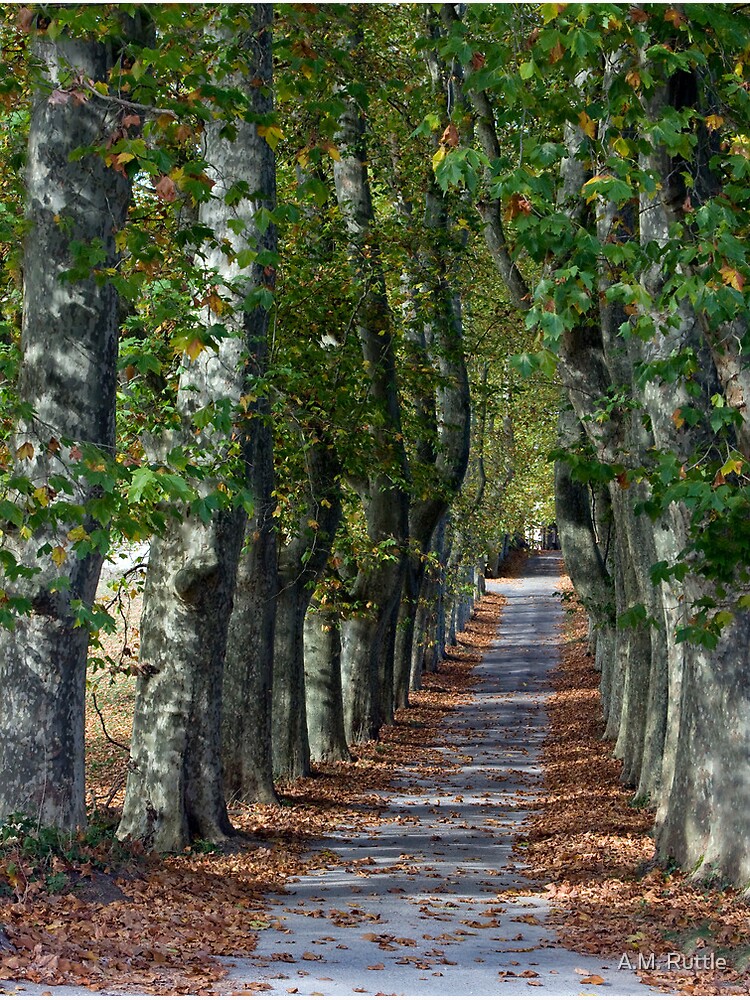 Allée Des Arbres by annruttle