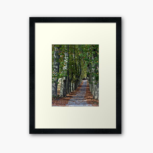 Allée Des Arbres Framed Art Print