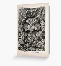 Kunstformen der Natur Haeckel Ernst 1899 1904 099 Greeting Card