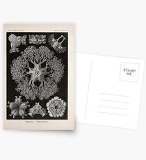 Kunstformen der Natur Haeckel Ernst 1899 1904 100 Postcards
