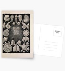 Kunstformen der Natur Haeckel Ernst 1899 1904 004 Postcards