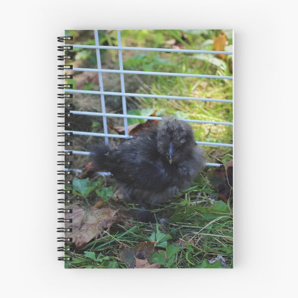 Item preview, A Baby Silkie designed and sold by Melissa Glabay.