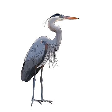 Artwork thumbnail, Great Blue Heron by stephaniepeters
