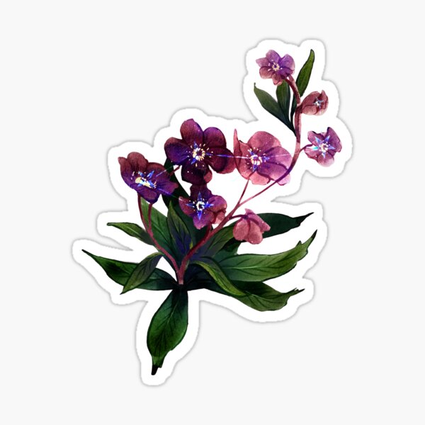 Helleborus lyrae Sticker