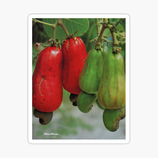 FRUIT OF THE CASHEW NUT- Anacardium accidentale Sticker