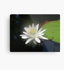 Waterlily with Damselfly Metal Print