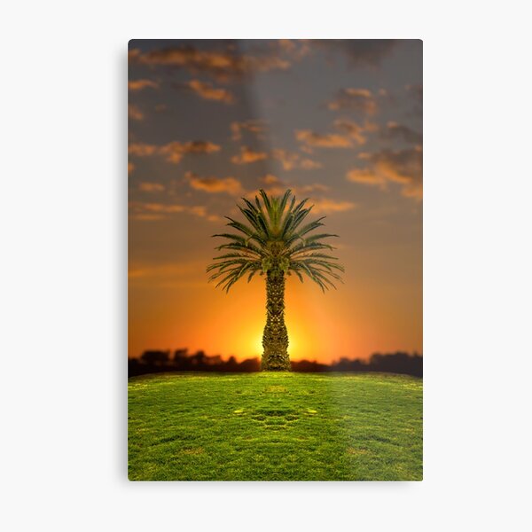 Phoenix Rising Metal Print