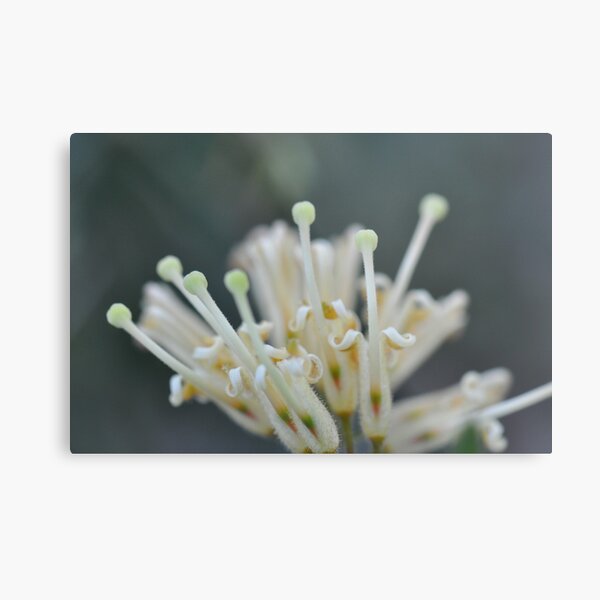 Creamy Grevillea Delight Metal Print