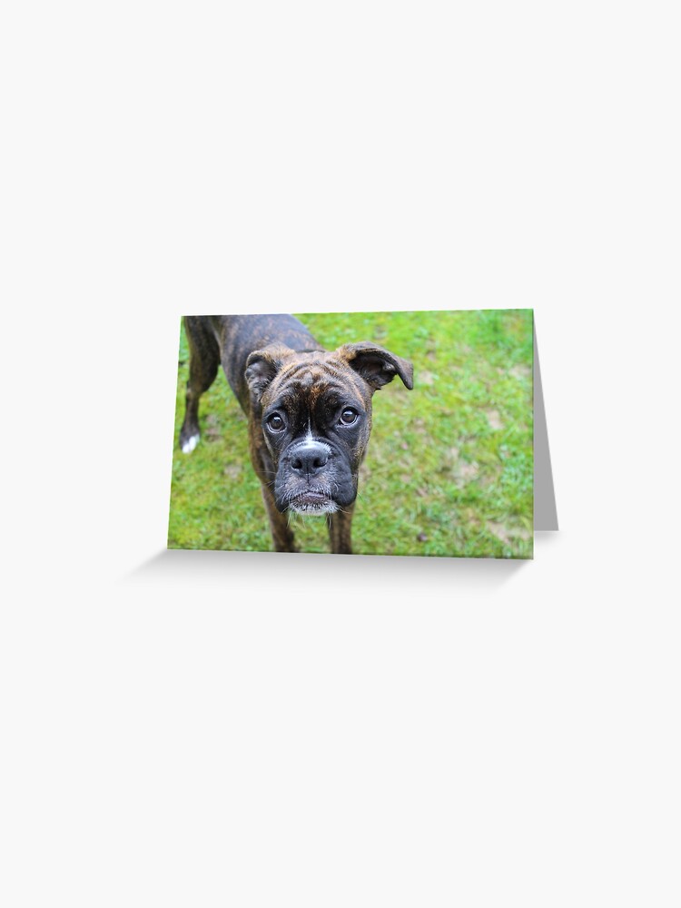 Carte De Vœux Chiot Boxer Bringe Par Emmasportraits Redbubble