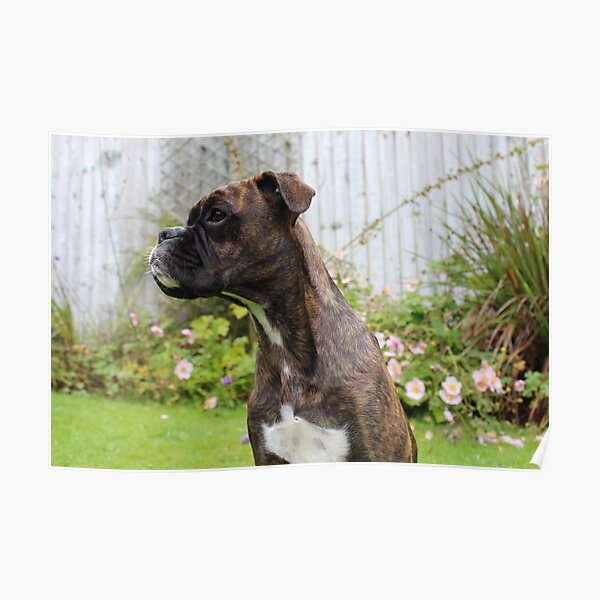 Poster Chiot Boxer Bringe Lila Par Emmasportraits Redbubble