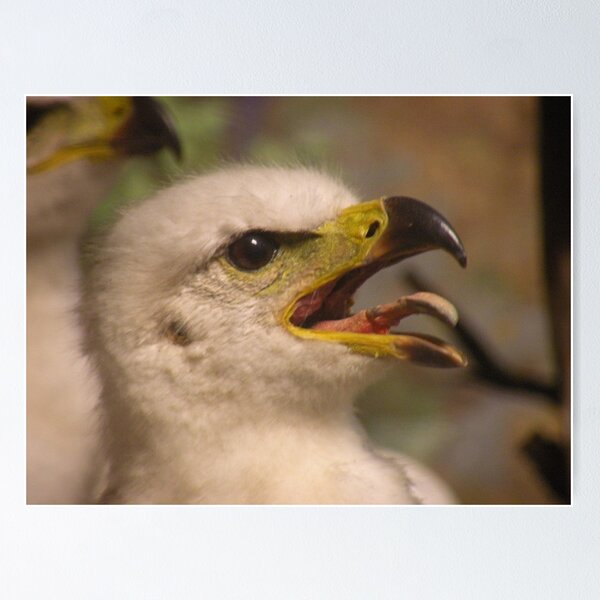 Item preview, Golden Eagle Chick designed and sold by starbucksgirl26.