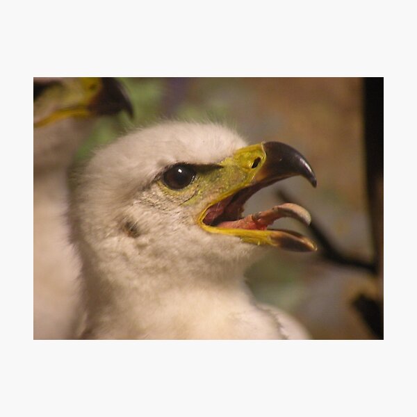 Item preview, Golden Eagle Chick designed and sold by starbucksgirl26.