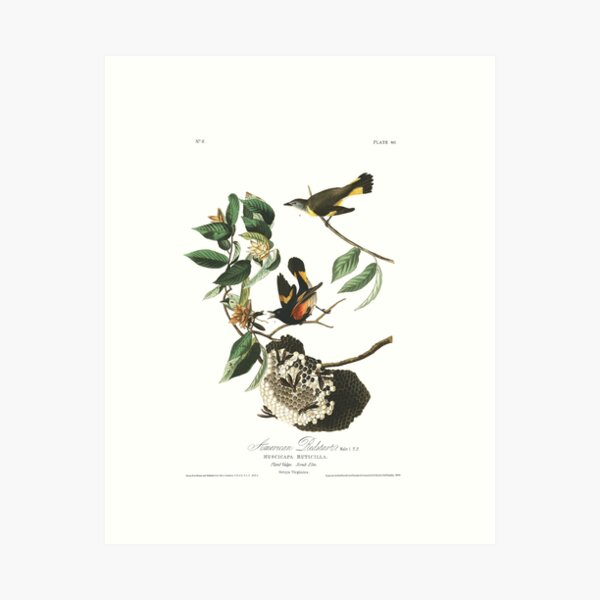 American Redstart - John James Audubon Art Print