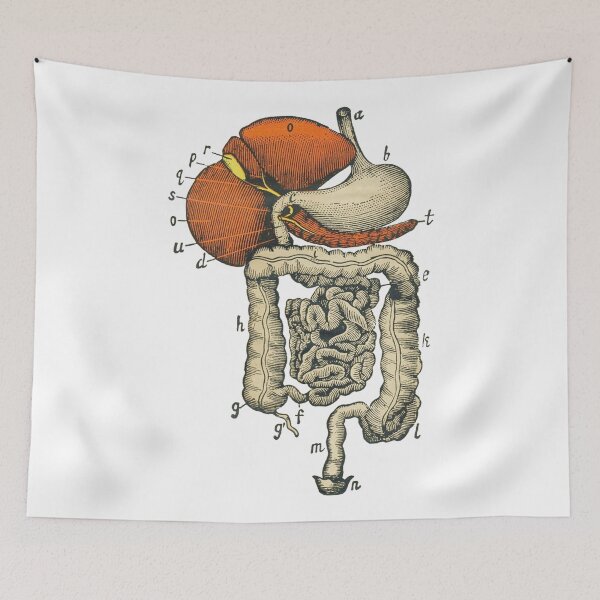 Item preview, Digestive System Diagram designed and sold by Hoorahville.