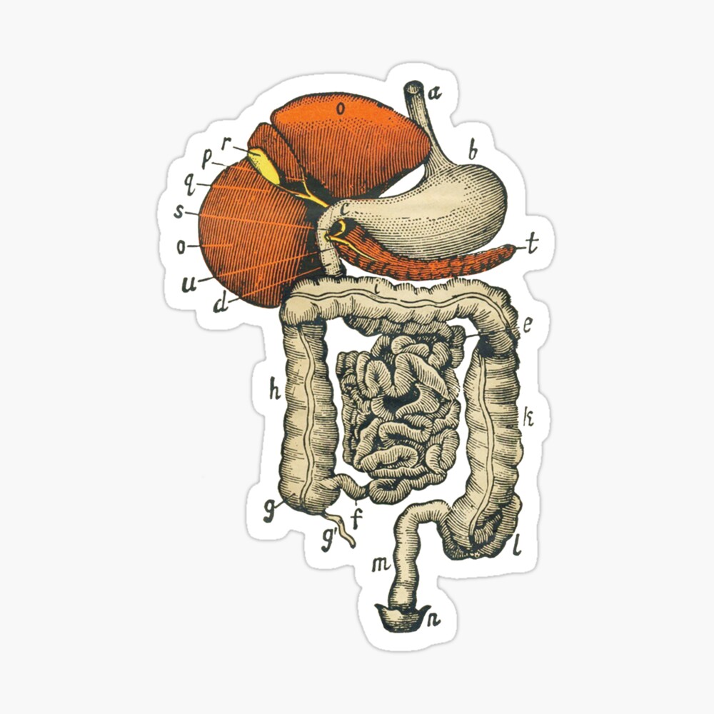Digestive System Drawings for Sale - Pixels Merch