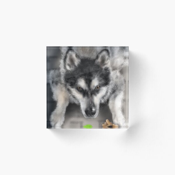 Playful Husky Dog With Toys Acrylic Block