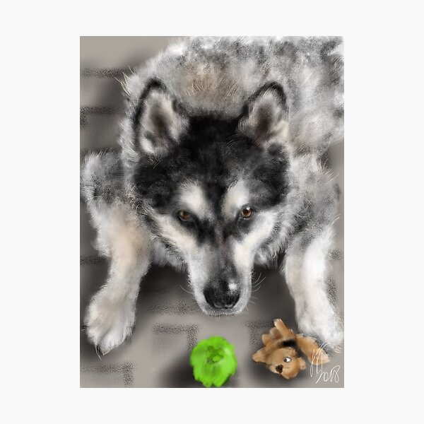 Playful Husky Dog With Toys Photographic Print