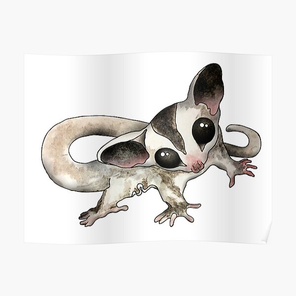 Cutest Baby Sugar Glider. Poster
