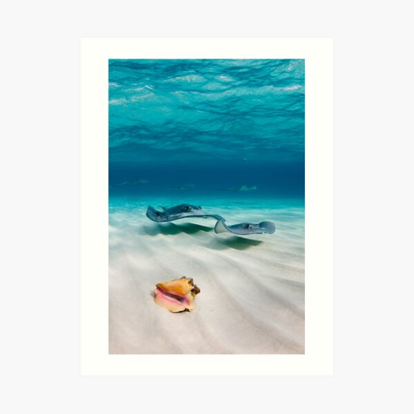 Two stingrays & a shell went into a sandbar... Art Print