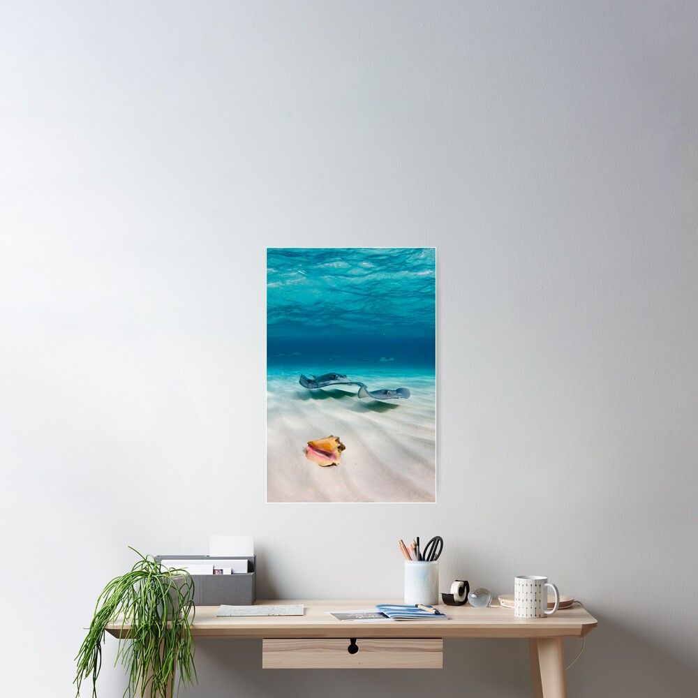 Poster Deux Raies Et Un Coquillage Sont Entres Dans Un Banc De Sable Par Muzy Redbubble