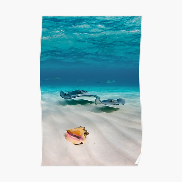 Two stingrays & a shell went into a sandbar... Poster