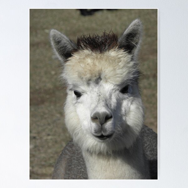 Item preview, ALPACA designed and sold by Joe Powell.