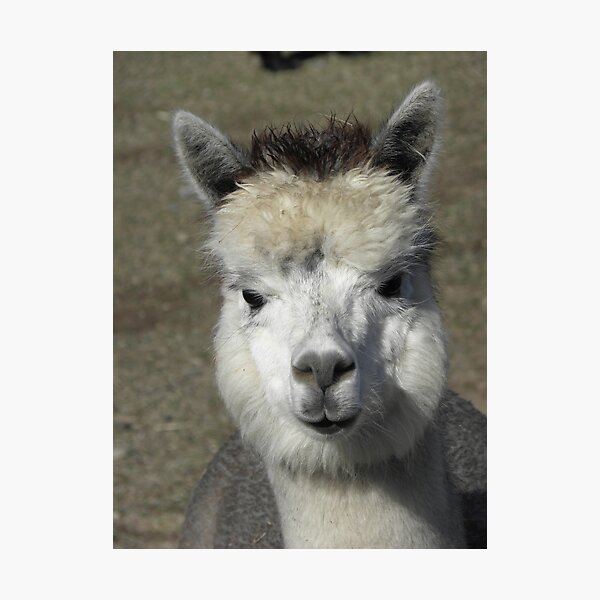 Item preview, ALPACA designed and sold by Joe Powell.